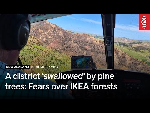 IKEA's Hawke's Bay pine tree expansion flames fears residents will be left to pay | RNZ