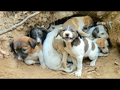 Wandering Through the Forest and Found 10 Puppies?! What Happened Next Was Unexpected!