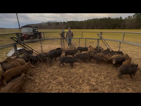 2nd LARGEST Wild hog catch.  Most AGGRAVATING catch EVER!!!