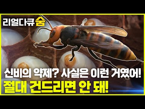 신비의 약제? 사실은 이런 거였어! 여왕장수말벌, 벌침보다 더 무서운 건? | 리얼다큐숨
