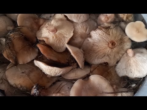 Собираем грибы зимой 👍15 декабря 2025г.#грибызимой#собираемгрибы