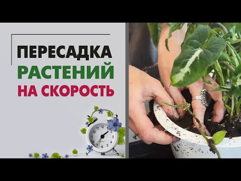 Пересадка на скорость. Как пересадить 9 растений меньше, чем за час.