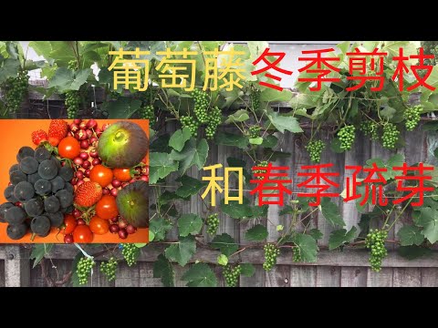 如何种葡萄(No.3)/从半年的时间轴上   介绍葡萄树的冬季剪枝和春季疏芽   以及二种葡萄藤支架的优劣比较