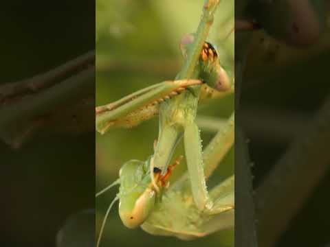 Why Do Praying Mantises Eat Each Other? | #DeepLook #Shorts