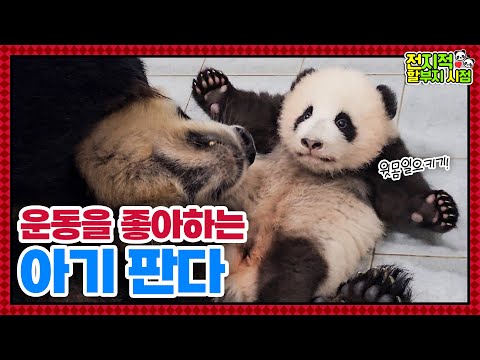 (SUB) "I'm Going To Be Muscle Princess!" Baby Panda Is Doing Sit-ups🐼│Panda World