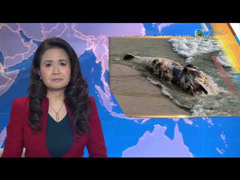 TVB News at 7:30｜29 Jan 2026｜HONG KONG English Latest NEWS｜