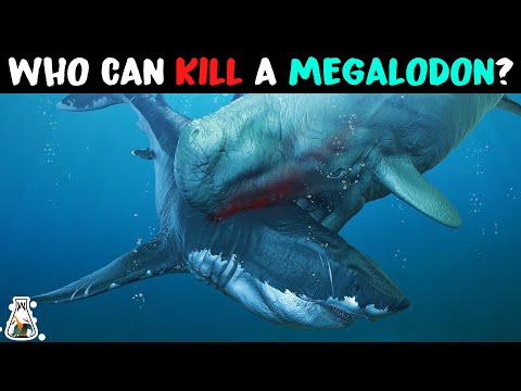 6 Animals That Could Defeat A Megalodon