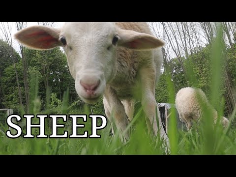 New Additions to the Farm