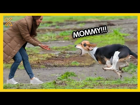 🐕 FULL Most Heartwarming Dogs Reunions with Their Owners That Will Make You Cry 💘