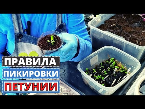 ПЕТУНИЯ основные правила пикировки растений. Семена Партнёр