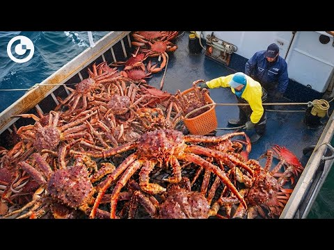 AMAZING King Crab Harvesting: How Do Fishermen Catch Tons of Alaskan Red King Crab?