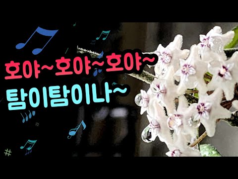 [4K] 호야꽃 필 무렵~! 우리집 호야도 꽃 피고 있나요? 길게 자라는 호야에게 안성맞춤 수형 #호야 #hoya #호야키우기