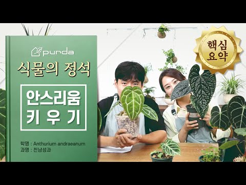 [Plant Basics] Growing Anthuriums! Anthuriums are easier to grow than you might think! 🙄 From typ...