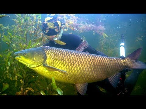 Подводная охота на Балхаше. АМУР 20 кг.