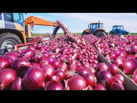 How Onion are Grown, Harvested And Processed This Way, Each Year.