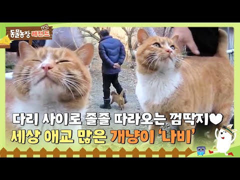 [TV 동물농장 레전드] 다리 사이로 졸졸 따라오는 애교만땅 개냥이 ‘나비’ 😽#TV동물농장 #AnimalFarm #SBSstory