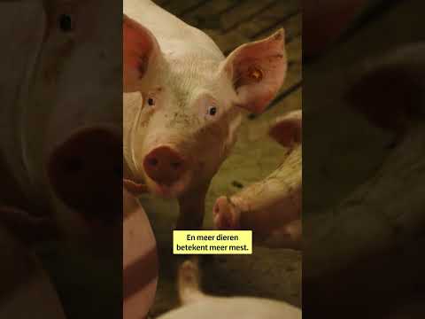 Veroorzaakt een stal stankoverlast of 'geurhinder'?