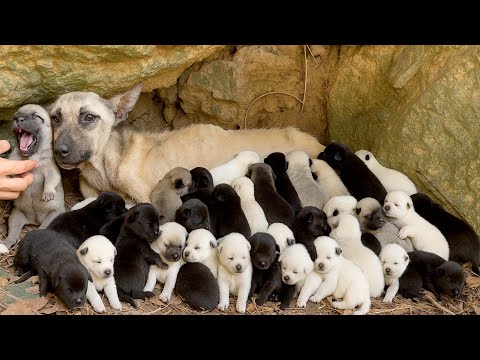 An amazing discovery in the cave: a heartwarming story of me and a lovely dog family. 🐶🐕🥰😘❤❤