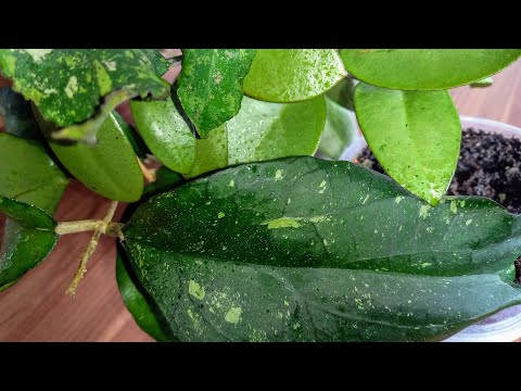 💙💛Как растут у меня хойи: Silver dollar, Elephant, New Guinea ghost, Undulata...