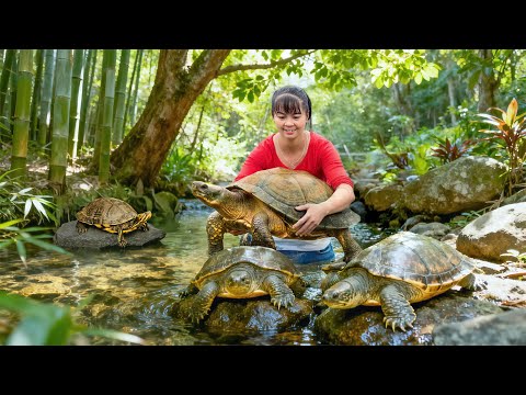Bushcraft Adventures: Catch a 1000kg Turtle!