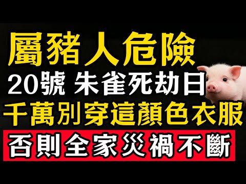 生肖豬必看！明天12月20號「朱雀死劫日」，農曆十一月初一，這天千萬別穿這顏色衣服，否則容易招黴運，家人需註意安全！#張天師道法#屬相運勢#生肖#家運#生肖運勢的那些事#先知#風水變化#提升運勢