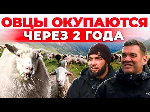 Добавил 10 кг каждой овце! Секреты ОВЦЕВОДСТВА от кавказского фермера