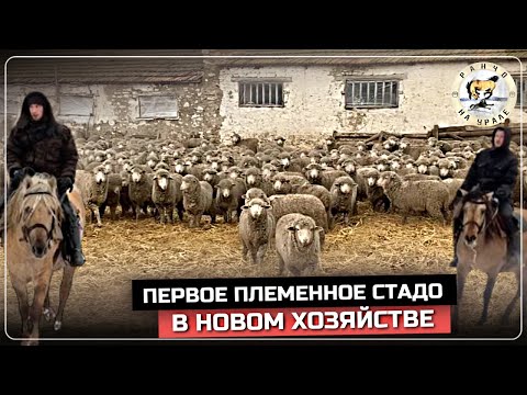 Начались зимние приключения | Наконец- то на новой ферме появилось первое племенное стадо