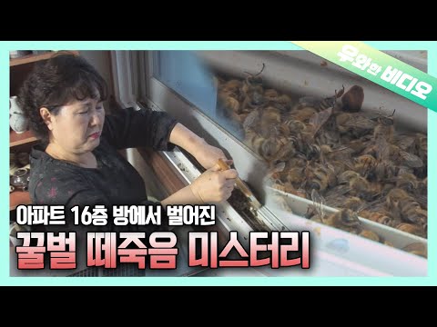 Why are the Bees Dying In My Room?