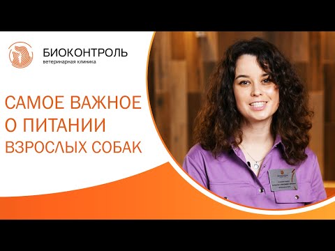 🦴 Как правильно кормить взрослую собаку? Советы ветеринарного врача.Как кормить взрослую собаку. 12+