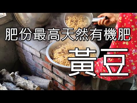 三種黃豆肥的製作方法 黃豆堆肥 黃豆液體酵素肥 黃豆長效肥製作