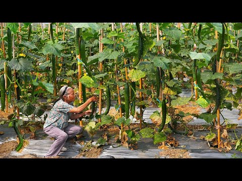 Using 80 kilograms of cucumber to make traditional Chinese food