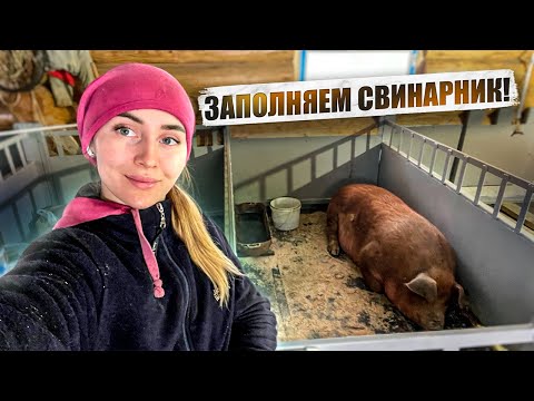 Переработка молока и мяса в нашем хозяйстве. Деревенская жизнь | Молодая Ферма