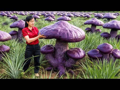 Harvesting 1000 Year Old Massive Winter RARE Unique Reshi Mushroom Ganoderma Lucidum Sell at Market
