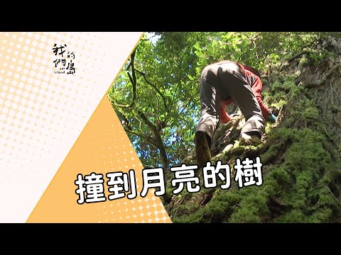 【台灣杉】撞到月亮的樹|魯凱族與樹的美麗傳說 (我們的島 第797集 2015-03-02)