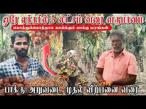 பல ஆண்டுகள் பயன் தரும் பாக்கு சாகுபடி? பயிரிடுதல் முதல் விற்பனை வரை முழு விளக்கங்கள் #agriculture