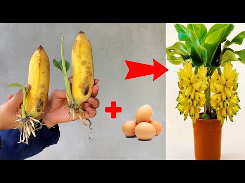 🌱Stimulate and propagate banana plants with chicken eggs, stimulate plants to grow super fast