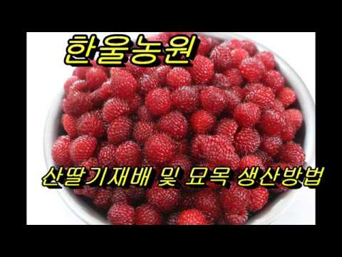 Production of raspberry seedlings and cultivation methods of raspberries