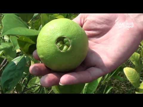 Как вырастить лимоны, мандарины дома. Сайт "Садовый мир"