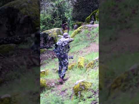 A Mouflon, a Recurve and Me... What do you think happened?