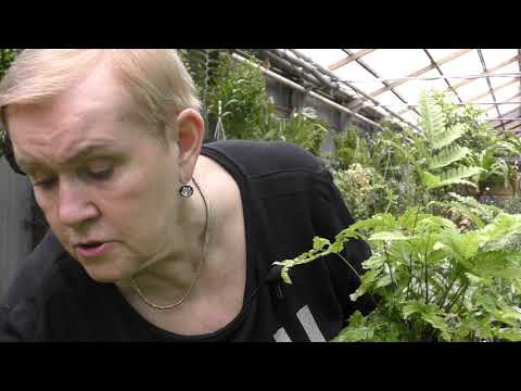 Прогулка по теплице с папоротниками.