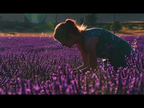 Lavender of the Luberon