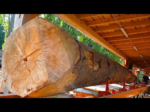 12.2 m Beam in One Piece! Unbelievable Giant Tree Cutting