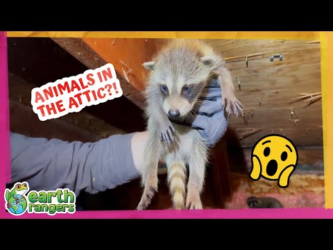 Why Are Wild Animals Living Inside People’s Houses?! | Earth Rangers