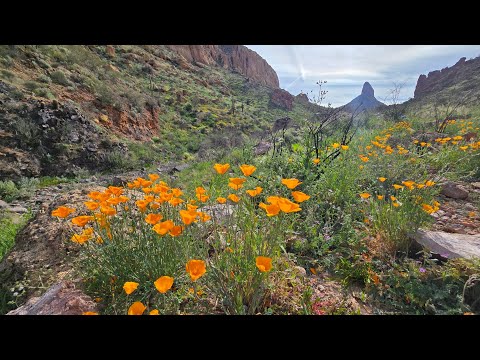 Alone in the Arizona Wilderness