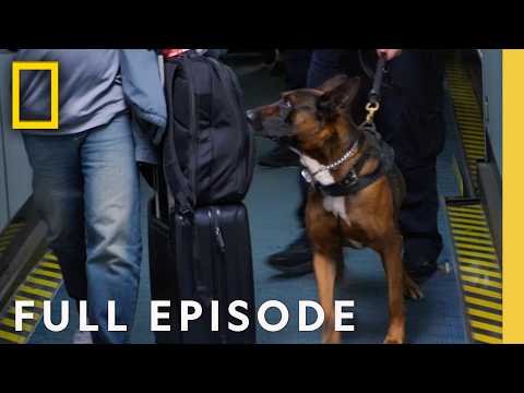 Dog Sniffs out Hidden Cash (Full Episode) | To Catch a Smuggler | National Geographic