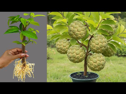 How To Propagate Sweetsop Tree From Cutting With Egg and Aloe Vera, how to growing sweetsop tree