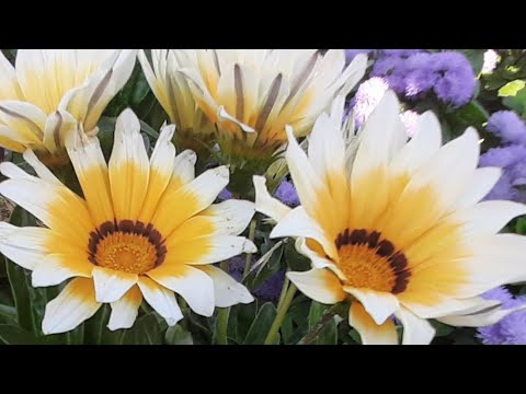 Гацанию всегда сею только так, этот способ работает на 100% всхожесть семян