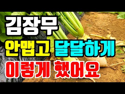김장무 달달하게 키우기 이렇게했어요