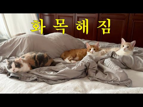 [ep.9] If you have cats that don't get along, send them to an unfamiliar place.
