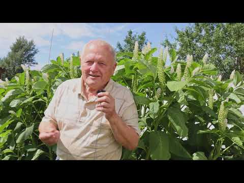 Как я использую сидераты в саду и в цветнике, и как сорняки по Распопову.